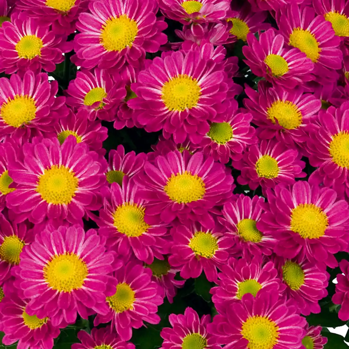 Bild 2 von Chrysantheme "Swifty"