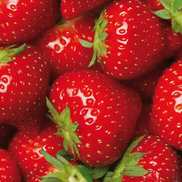 Bild 2 von Finest Garden Erdbeerpflanzen