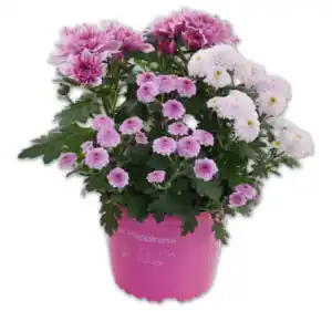 Chrysanthemen-Trio*