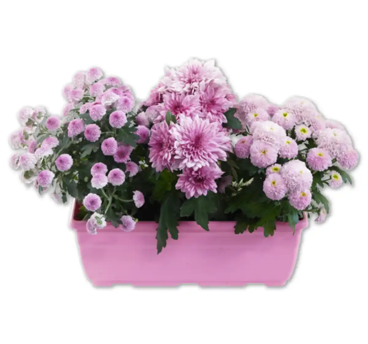 Bild 1 von Chrysanthemen-Kasten*