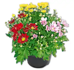 Bunte Chrysantheme*