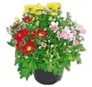 Bild 1 von Bunte Chrysantheme*