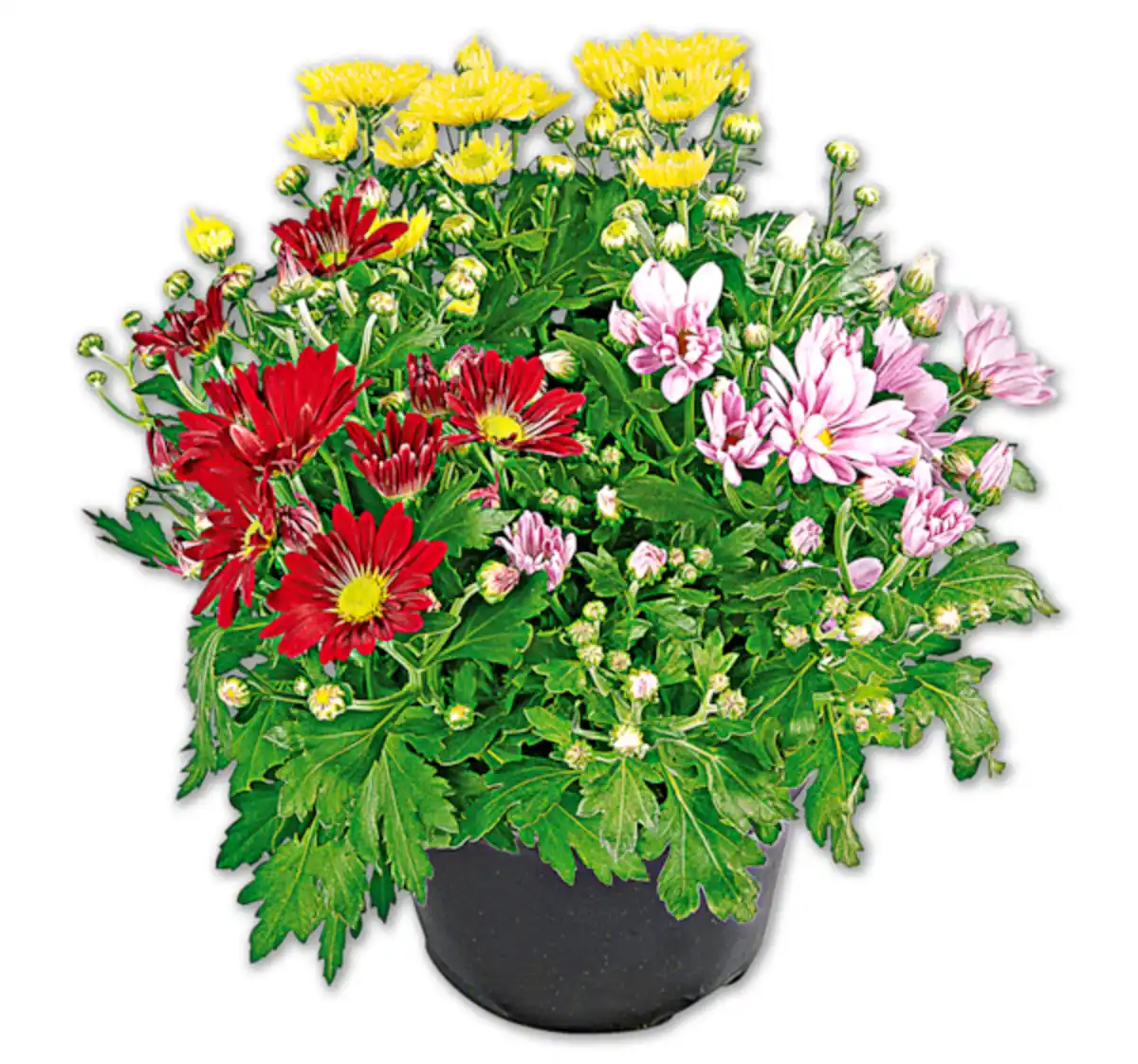 Bild 1 von Bunte Chrysantheme*