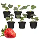 Bild 1 von Erdbeere verschiedene Sorten 9 cm Topf