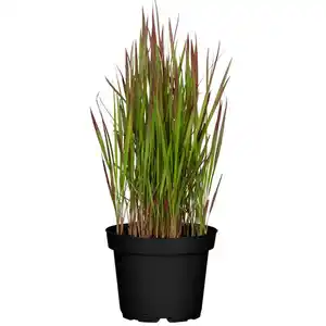 toom Japanisches Blutgras 'Red Baron' 14 cm Topf