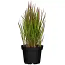 Bild 1 von toom Japanisches Blutgras 'Red Baron' 14 cm Topf