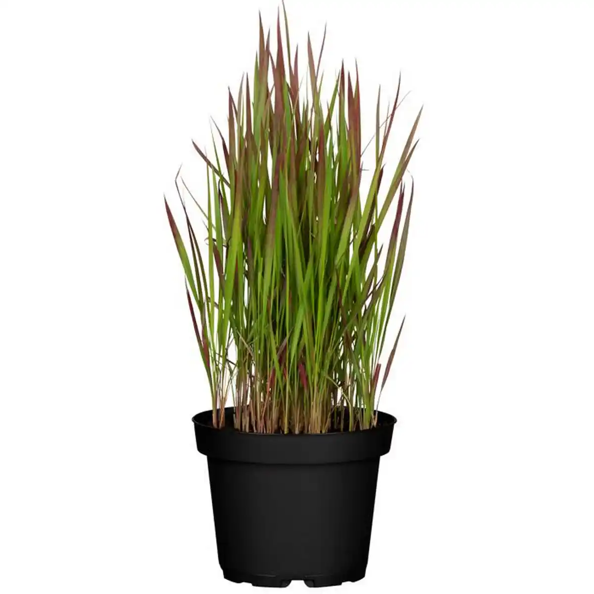 Bild 1 von toom Japanisches Blutgras 'Red Baron' 14 cm Topf