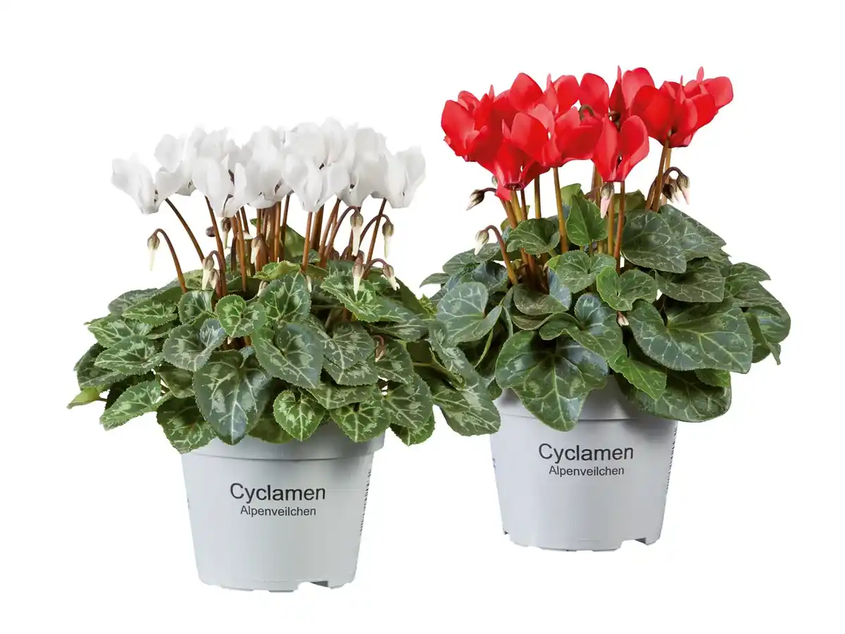 Bild 1 von Alpenveilchen