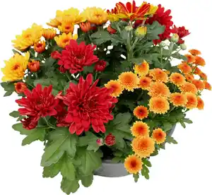 Chrysantheme Cocktail mehrfarbig 23 cm Topf