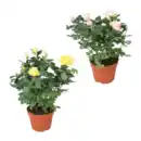 Bild 1 von GARDENLINE Topfrose