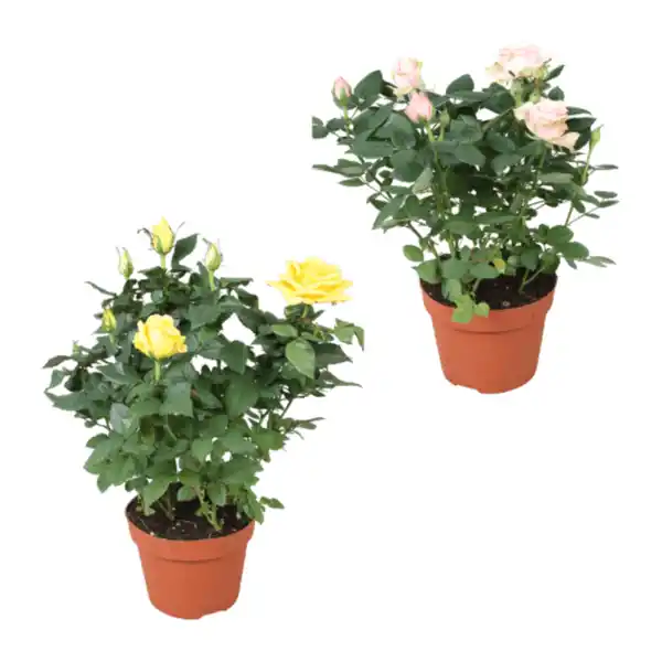 Bild 1 von GARDENLINE Topfrose