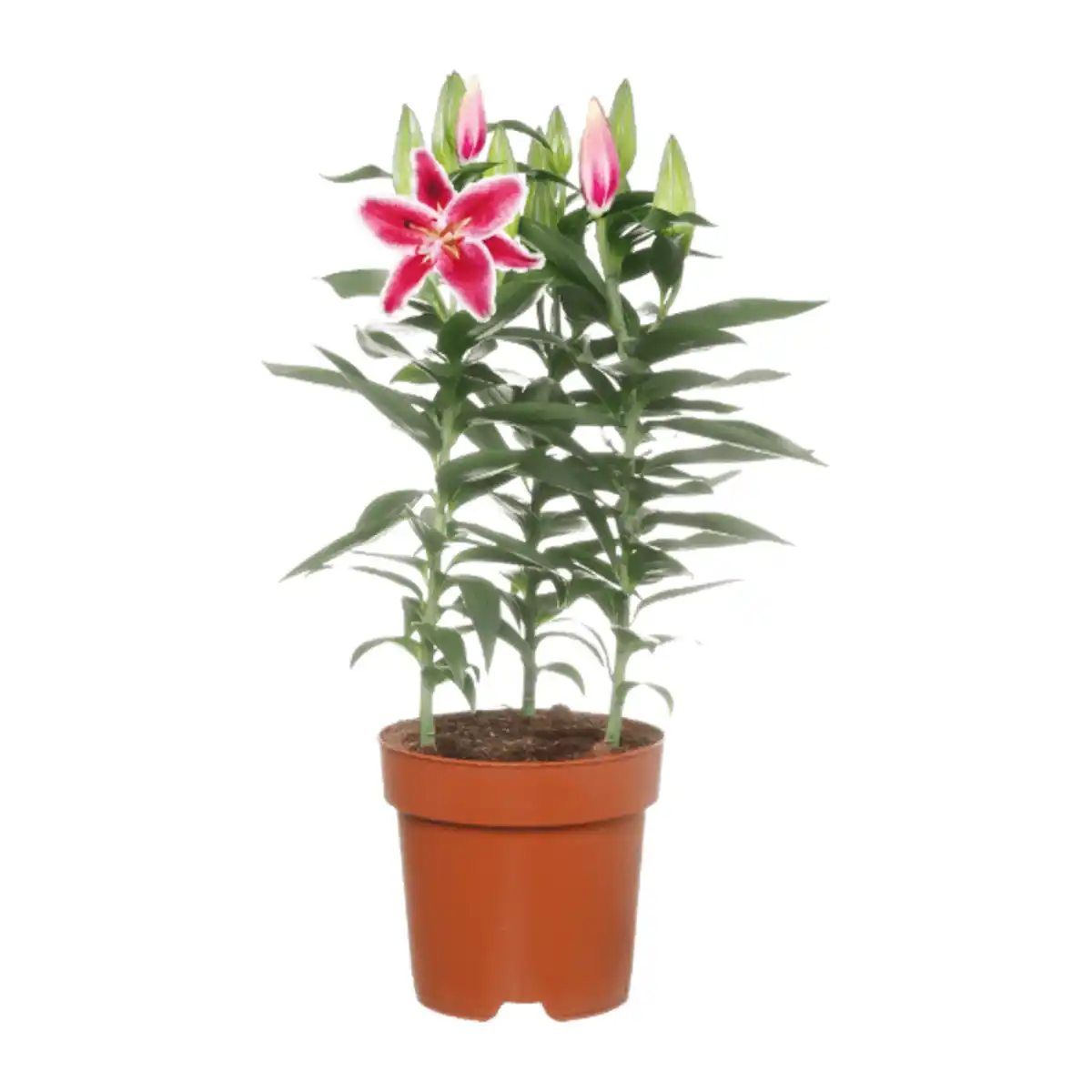 Bild 2 von GARDENLINE Orientalische Lilie