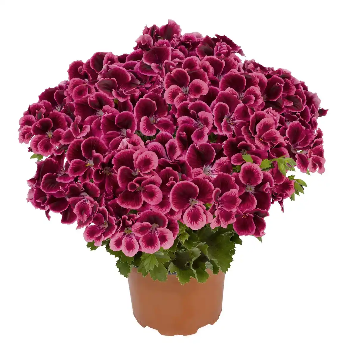 Bild 3 von Edelgeranie