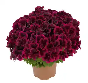 Edelgeranie