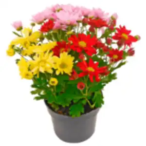 Aster »Duo« oder REWE Beste Wahl Chrysantheme »Trio«