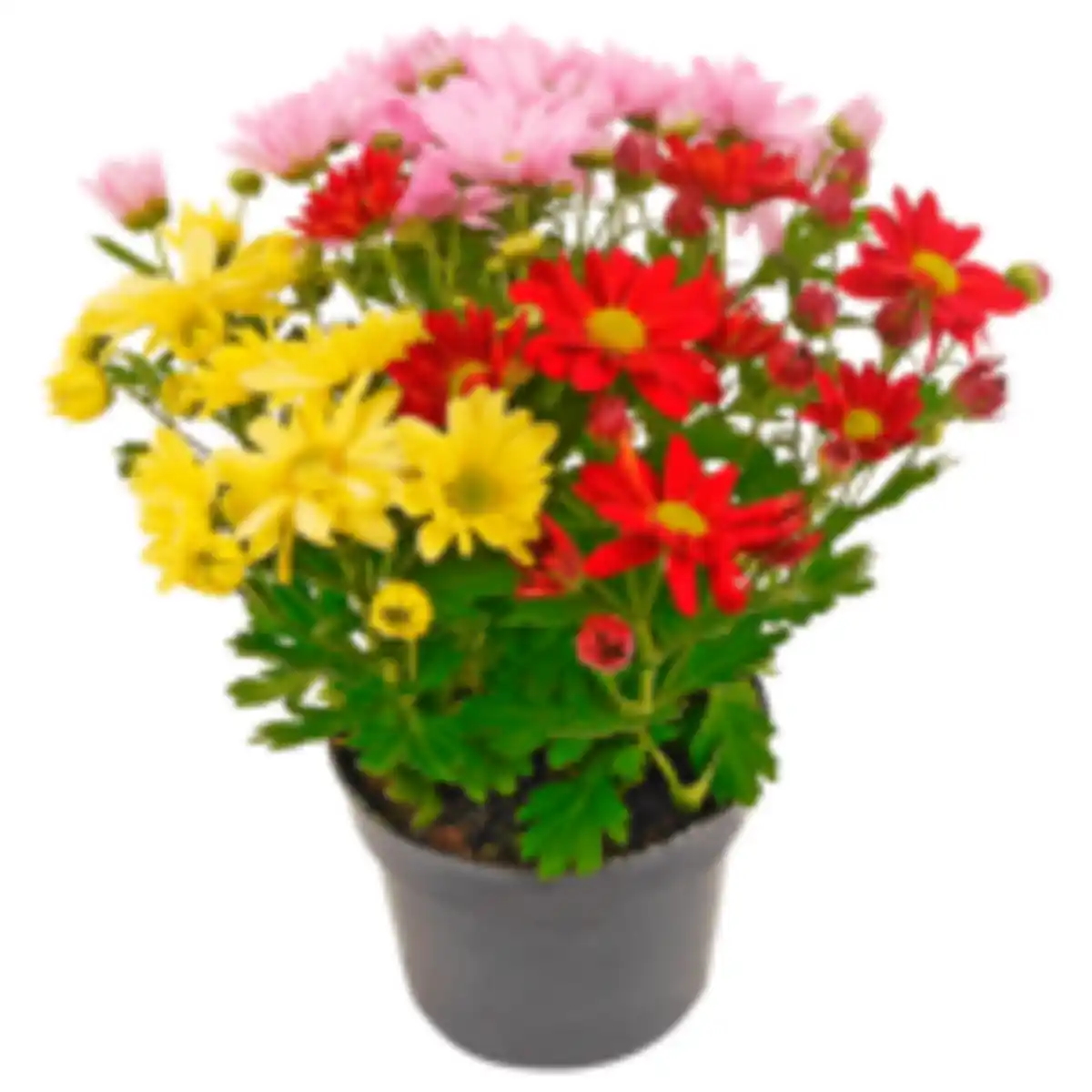 Bild 1 von Aster »Duo« oder REWE Beste Wahl Chrysantheme »Trio«