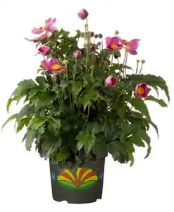 Windröschen Anemone verschiedene Farben 2 Liter