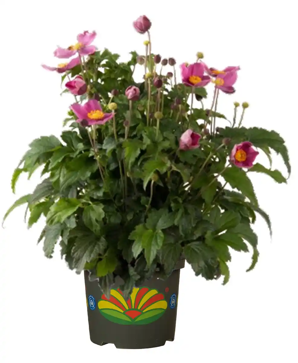 Bild 1 von Windröschen Anemone verschiedene Farben 2 Liter