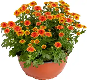 Chrysantheme Jellyfish einfarbig 23 cm Topf