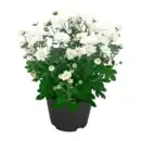 Bild 4 von GARDENLINE Chrysanthemen