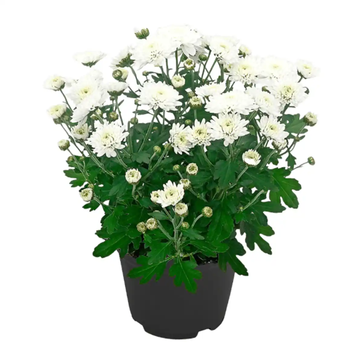 Bild 4 von GARDENLINE Chrysanthemen