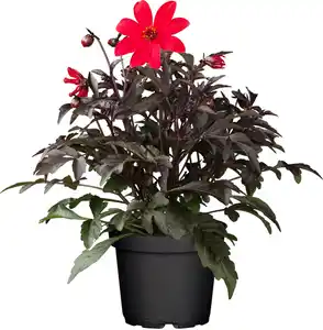 Dahlia in Sorten H ca 30 cm 23 cm Topf