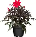 Bild 1 von Dahlia in Sorten H ca 30 cm 23 cm Topf
