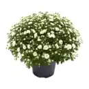 Bild 3 von GARDENLINE Chrysanthemen-Busch