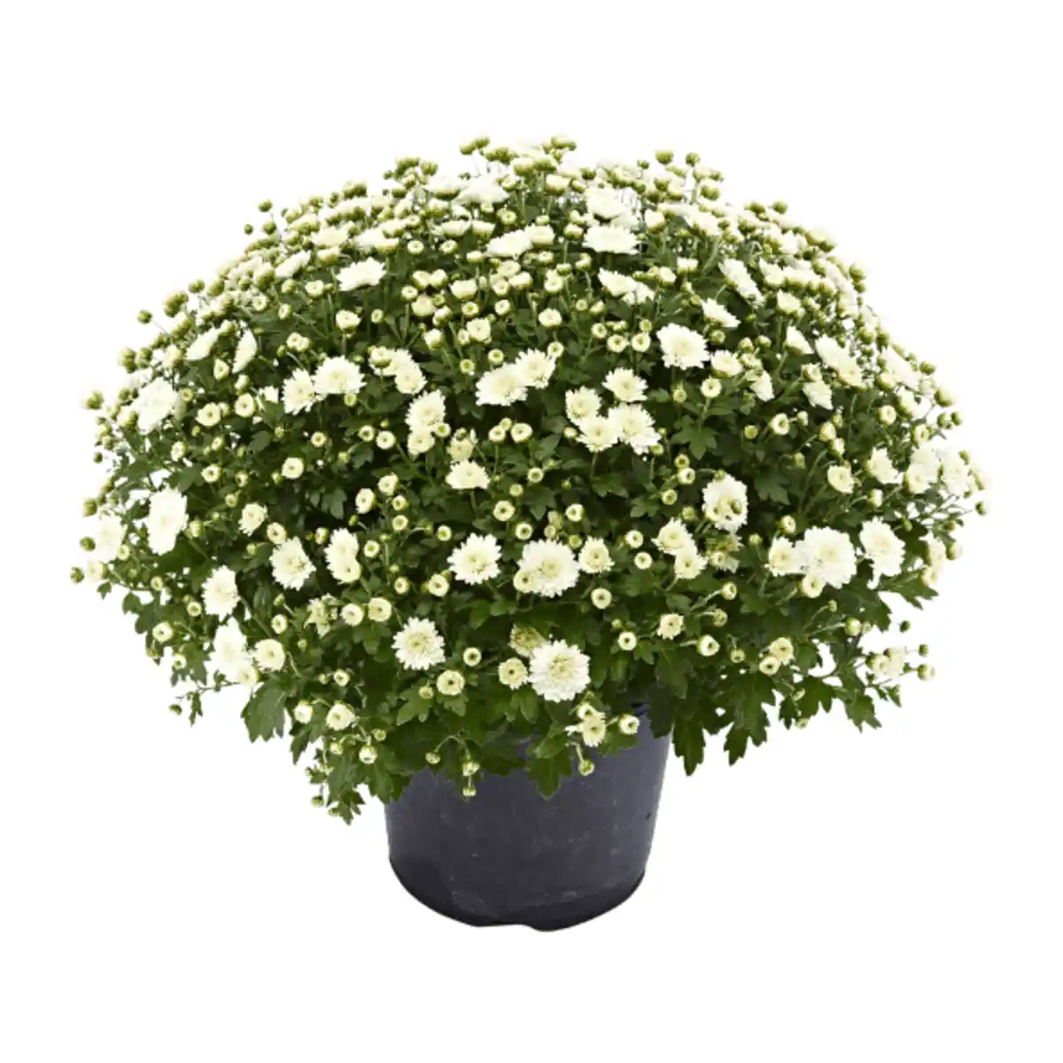 Bild 3 von GARDENLINE Chrysanthemen-Busch
