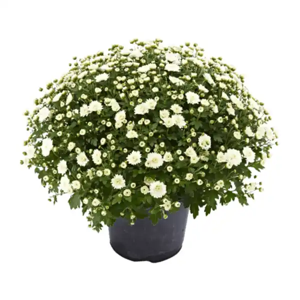 Bild 3 von GARDENLINE Chrysanthemen-Busch