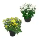 Bild 1 von GARDENLINE Chrysanthemen