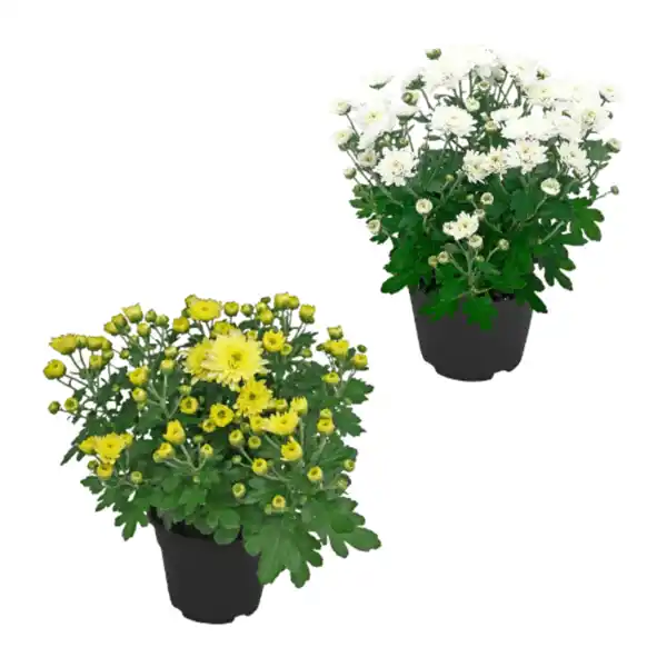 Bild 1 von GARDENLINE Chrysanthemen