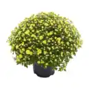 Bild 2 von GARDENLINE Chrysanthemen-Busch