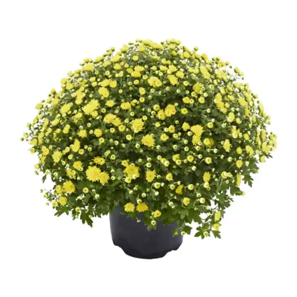 Bild 2 von GARDENLINE Chrysanthemen-Busch