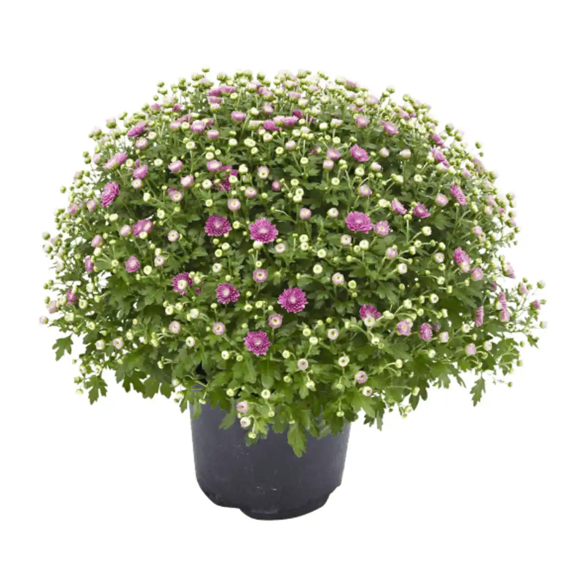 Bild 4 von GARDENLINE Chrysanthemen-Busch