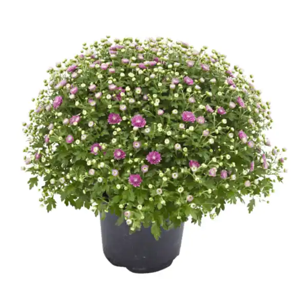 Bild 4 von GARDENLINE Chrysanthemen-Busch