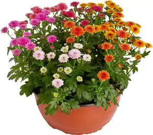 Chrysantheme Jellyfish mehrfarbig 23 cm Topf