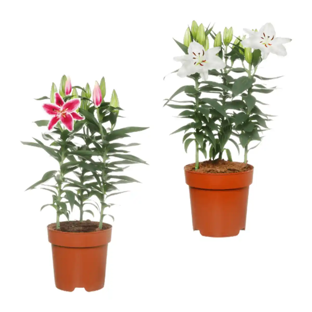 Bild 1 von GARDENLINE Orientalische Lilie