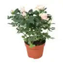 Bild 4 von GARDENLINE Topfrose