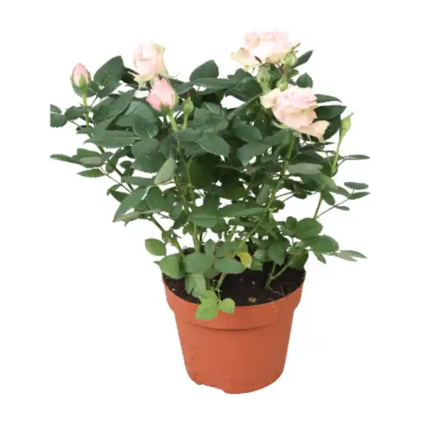 Bild 4 von GARDENLINE Topfrose