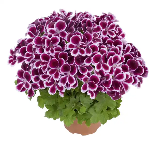 Bild 2 von Edelgeranie