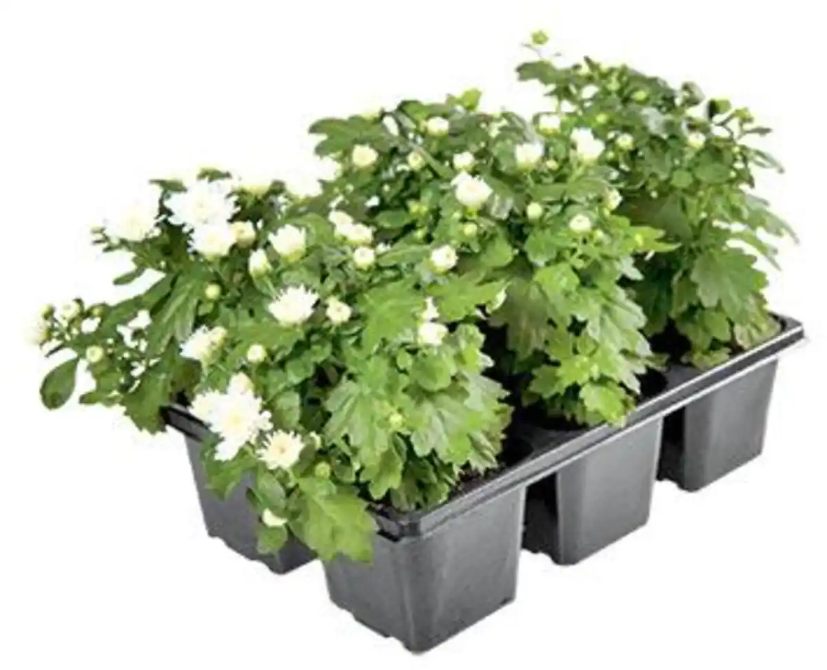 Bild 2 von Chrysantheme