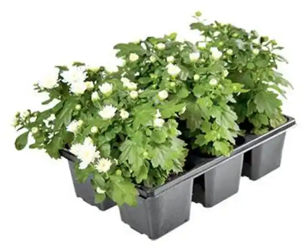 Bild 2 von Chrysantheme