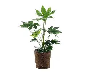 Fatsia mit Übertopf