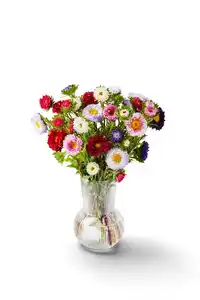 Sonnenblumen oder Sommerastern, Bund
