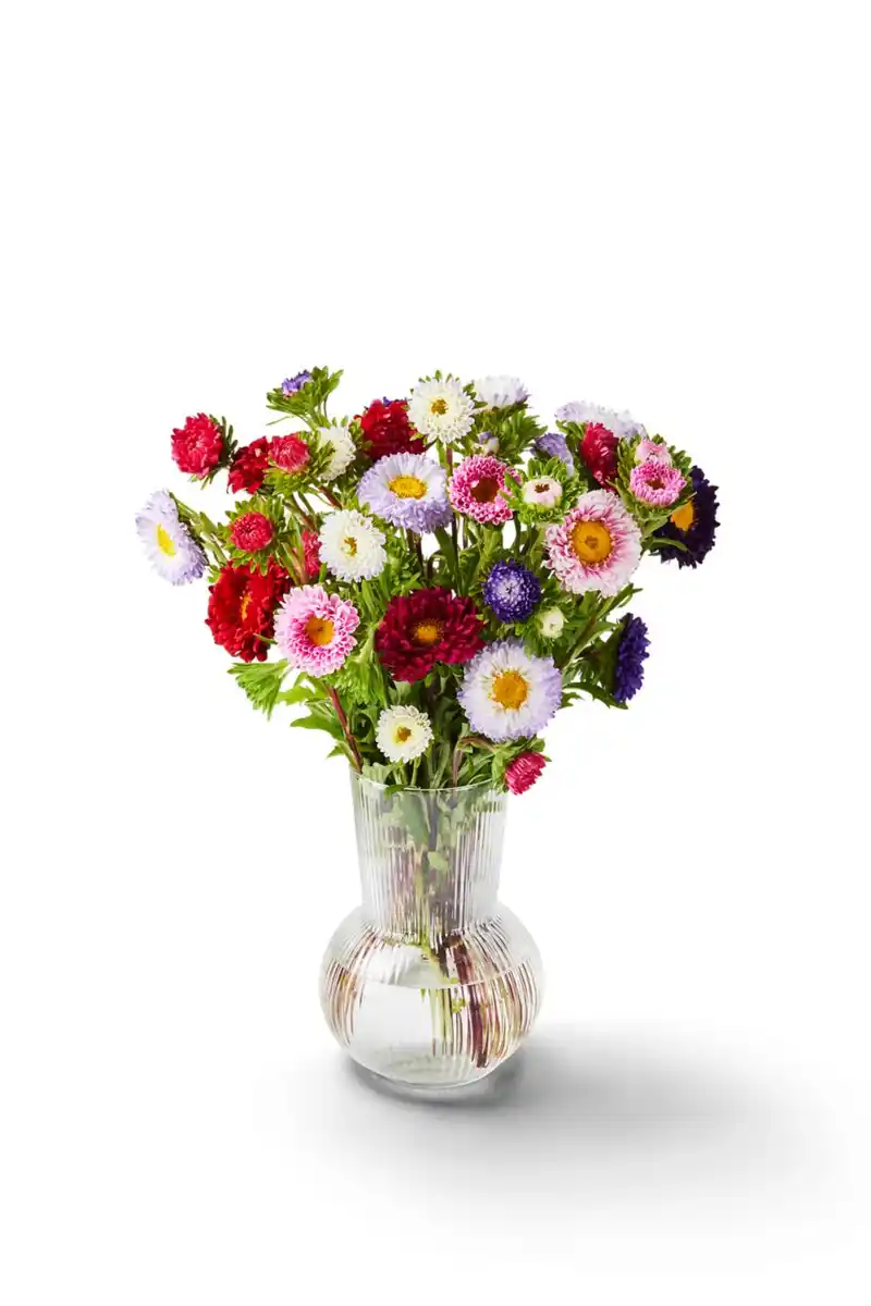 Bild 1 von Sonnenblumen oder Sommerastern, Bund