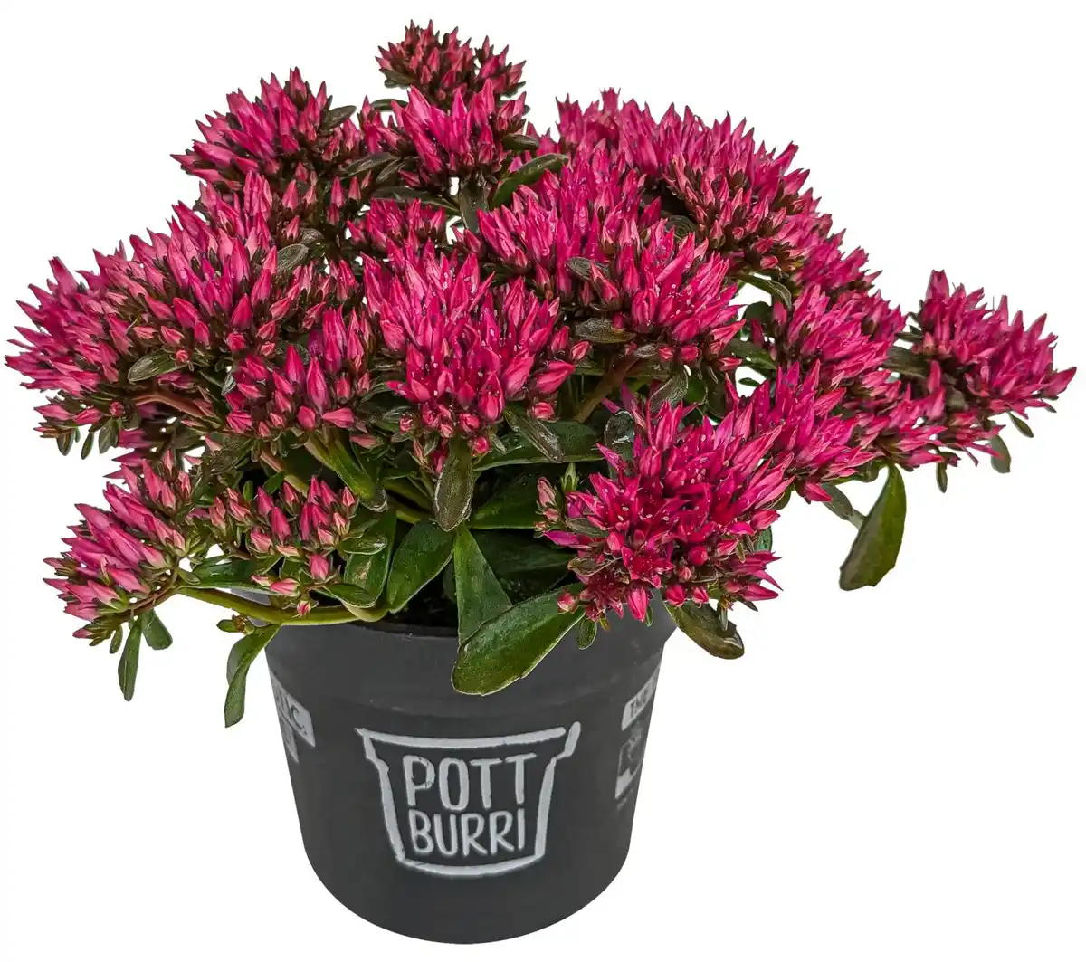 Bild 1 von Pflanzenvielfalt im Pottburri