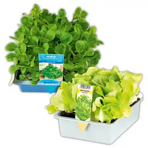 Herbsternte Salatpflanzen / Feldsalat