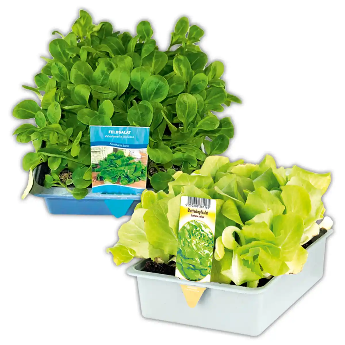 Bild 1 von Herbsternte Salatpflanzen / Feldsalat