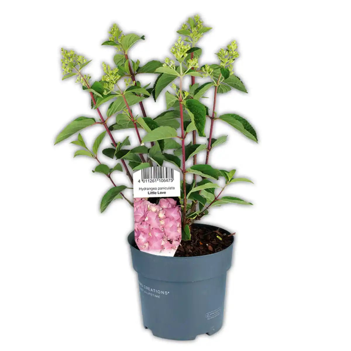 Bild 1 von Rispen Hortensie